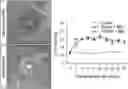Fig. 01 - Modulating Neuroinflammation