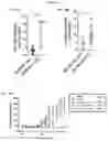 Fig. 24 - ANTI-CD6 ANTIBODY COMPOSITIONS AND METHODS FOR TREATING LUPUS