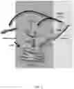 Fig. 02 - DIRECT REPROGRAMMING OF CARDIAC FIBROBLASTS INTO CARDIOMYOCYTES USING AN ENDOTHELIAL CELL TRANSDIFFERENTIATION STRATEGY