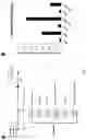 Fig. 08 - DIRECT REPROGRAMMING OF CARDIAC FIBROBLASTS INTO CARDIOMYOCYTES USING AN ENDOTHELIAL CELL TRANSDIFFERENTIATION STRATEGY
