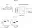 Fig. 08 - USE OF ACTIVATORS OF THE ARYL HYDROCARBON RECEPTOR FOR TREATING GLUTEN-INDUCED GASTROINTESTINAL DISEASES