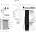 Fig. 10 - USE OF ACTIVATORS OF THE ARYL HYDROCARBON RECEPTOR FOR TREATING GLUTEN-INDUCED GASTROINTESTINAL DISEASES