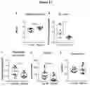 Fig. 13 - USE OF ACTIVATORS OF THE ARYL HYDROCARBON RECEPTOR FOR TREATING GLUTEN-INDUCED GASTROINTESTINAL DISEASES