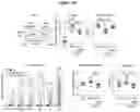 Fig. 17 - USE OF ACTIVATORS OF THE ARYL HYDROCARBON RECEPTOR FOR TREATING GLUTEN-INDUCED GASTROINTESTINAL DISEASES