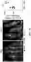 Fig. 13 - COMPOSITIONS AND METHODS FOR MODULATING CGRP SIGNALING TO REGULATE INTESTINAL INNATE LYMPHOID CELLS