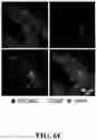 Fig. 21 - COMPOSITIONS AND METHODS FOR MODULATING CGRP SIGNALING TO REGULATE INTESTINAL INNATE LYMPHOID CELLS