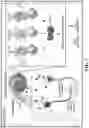Fig. 26 - COMPOSITIONS AND METHODS FOR MODULATING CGRP SIGNALING TO REGULATE INTESTINAL INNATE LYMPHOID CELLS