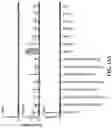 Fig. 42 - COMPOSITIONS AND METHODS FOR MODULATING CGRP SIGNALING TO REGULATE INTESTINAL INNATE LYMPHOID CELLS