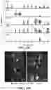 Fig. 44 - COMPOSITIONS AND METHODS FOR MODULATING CGRP SIGNALING TO REGULATE INTESTINAL INNATE LYMPHOID CELLS