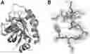 Fig. 01 - USE OF PEPTIDE DERIVED FROM H-REV107