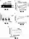 Fig. 02 - DUODENAL ADMINISTRATION OF BOTULINUM TOXIN