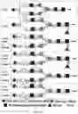 Fig. 03 - Immune composition comprising antigen and glycoengineered antibody thereof