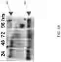Fig. 08 - VIRUS-LIKE PARTICLES