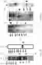 Fig. 10 - VIRUS-LIKE PARTICLES