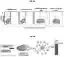 Fig. 04 - Multivalent Kaposi sarcoma-associated herpesvirus-like particles and uses thereof