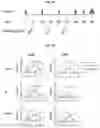 Fig. 07 - Multivalent Kaposi sarcoma-associated herpesvirus-like particles and uses thereof