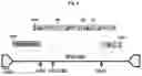 Fig. 10 - Multivalent Kaposi sarcoma-associated herpesvirus-like particles and uses thereof