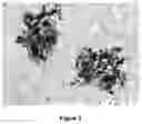 Fig. 06 - NOROVIRUS VACCINES