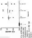 Fig. 13 - METHOD OF MODULATING MUCOSAL IMMUNOGENICITY