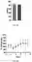 Fig. 08 - ORALLY ACTIVE SMALL MOLECULE INHIBITOR OF PAI-1