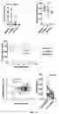 Fig. 15 - ORALLY ACTIVE SMALL MOLECULE INHIBITOR OF PAI-1