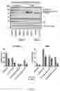 Fig. 17 - ORALLY ACTIVE SMALL MOLECULE INHIBITOR OF PAI-1