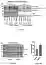 Fig. 19 - ORALLY ACTIVE SMALL MOLECULE INHIBITOR OF PAI-1