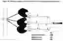 Fig. 16 - Carbohydrate conjugates as delivery agents for oligonucleotides