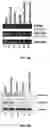Fig. 04 - TARGETED SENSITIZATION OF NON-DEL(5q) MALIGNANT CELLS