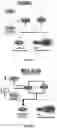 Fig. 13 - TARGETED SENSITIZATION OF NON-DEL(5q) MALIGNANT CELLS