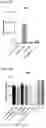 Fig. 08 - Immolative cell-penetrating complexes for nucleic acid delivery to the lung
