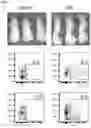 Fig. 16 - Immolative cell-penetrating complexes for nucleic acid delivery to the lung