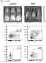 Fig. 17 - Immolative cell-penetrating complexes for nucleic acid delivery to the lung