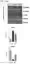 Fig. 18 - Immolative cell-penetrating complexes for nucleic acid delivery to the lung