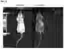 Fig. 19 - Immolative cell-penetrating complexes for nucleic acid delivery to the lung