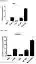 Fig. 32 - Immolative cell-penetrating complexes for nucleic acid delivery to the lung
