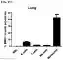 Fig. 33 - Immolative cell-penetrating complexes for nucleic acid delivery to the lung