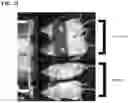 Fig. 42 - Immolative cell-penetrating complexes for nucleic acid delivery to the lung