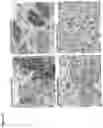 Fig. 22 - METHODS FOR INCREASING EFFICACY OF FOLR1 CANCER THERAPY