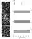 Fig. 13 - Acoustic extracellular matrix hydrogels and their use