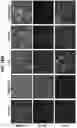 Fig. 29 - Acoustic extracellular matrix hydrogels and their use