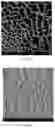 Fig. 05 - Preparation method and application of composite scaffold for directionally guiding regeneration of optic nerve axons