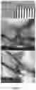 Fig. 07 - Preparation method and application of composite scaffold for directionally guiding regeneration of optic nerve axons