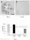 Fig. 02 - METHOD OF CULTURING ANIMAL CELLS AND ENGINEERING TISSUE AND TISSUE-LIKE STRUCTURES