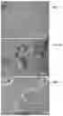 Fig. 03 - METHOD OF CULTURING ANIMAL CELLS AND ENGINEERING TISSUE AND TISSUE-LIKE STRUCTURES