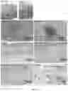 Fig. 05 - METHOD OF CULTURING ANIMAL CELLS AND ENGINEERING TISSUE AND TISSUE-LIKE STRUCTURES
