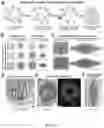 Fig. 12 - VASCULARIZING DEVICES AND METHODS FOR IMPLANTED DIAGNOSTICS AND THERAPEUTICS