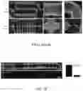 Fig. 20 - VASCULARIZING DEVICES AND METHODS FOR IMPLANTED DIAGNOSTICS AND THERAPEUTICS