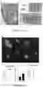 Fig. 21 - VASCULARIZING DEVICES AND METHODS FOR IMPLANTED DIAGNOSTICS AND THERAPEUTICS