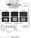 Fig. 27 - VASCULARIZING DEVICES AND METHODS FOR IMPLANTED DIAGNOSTICS AND THERAPEUTICS